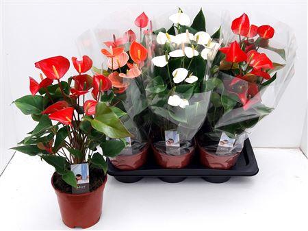 Горшечные цветы и растения оптом Anthu An Gem 5 Kl 5+ ********* от 6шт из Голландии с доставкой по России