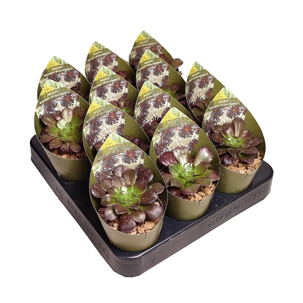 Горшечные цветы и растения оптом Aeonium Arboreum Atropurpureum Potcover от 12шт (для телеги) из Голландии с доставкой по России