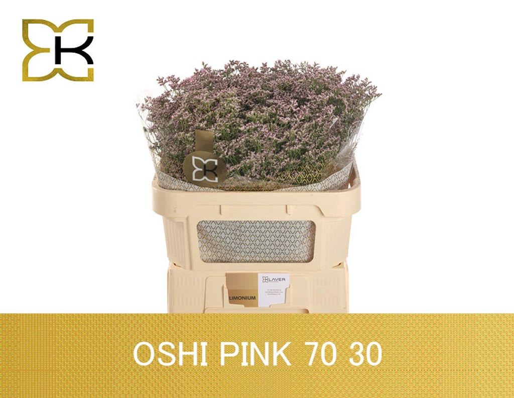 Срезанные цветы оптом Limonium safora oshi pink от 50шт из Голландии с доставкой по России