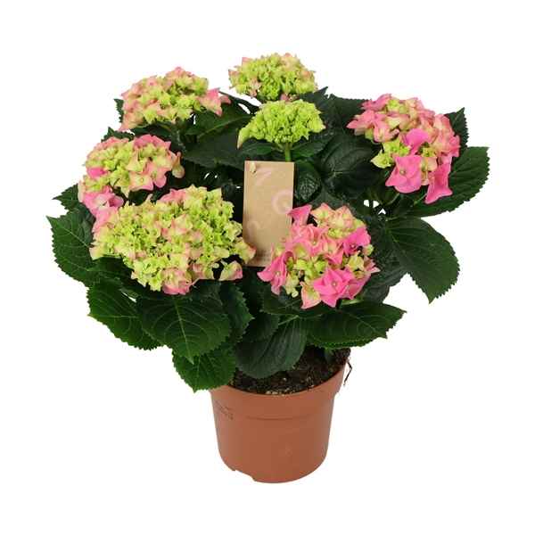 Горшечные цветы и растения оптом Hydrangea Ma Pink 7+ от 6шт из Голландии с доставкой по России