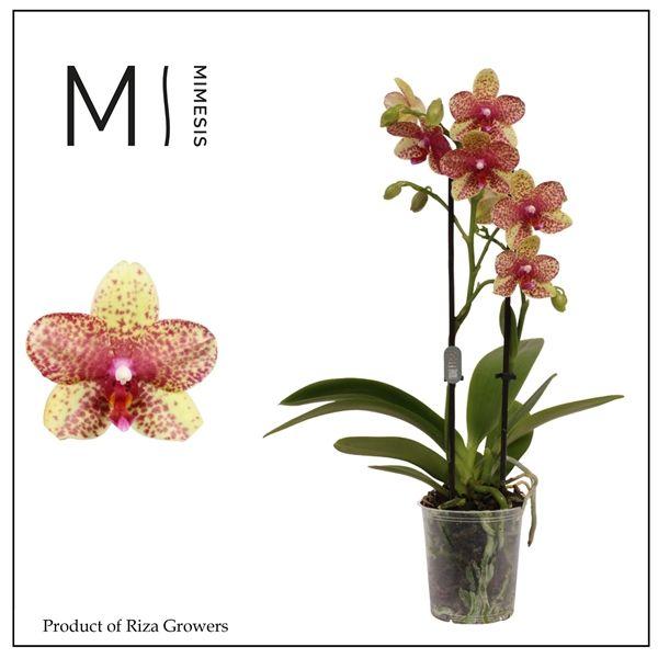 Горшечные цветы и растения оптом Phal 2st Grosseto (orchid 16+ Growers) от 12шт (для телеги) из Голландии с доставкой по России