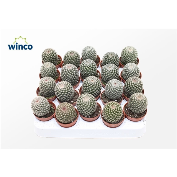 Горшечные цветы и растения оптом Mammillaria Matudae от 20шт (для телеги) из Голландии с доставкой по России