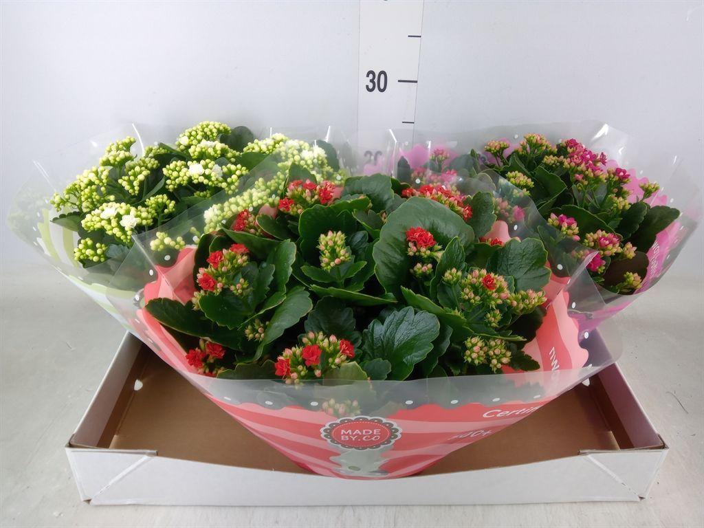Горшечные цветы и растения оптом Kalanchoe Blos.   ..rosebud Mix  5 от 3шт из Голландии с доставкой по России
