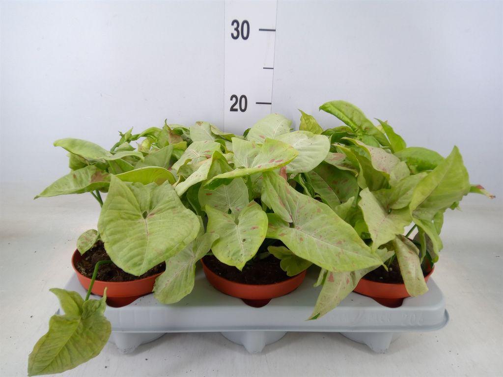 Горшечные цветы и растения оптом Syngonium   ... от 6шт из Голландии с доставкой по России