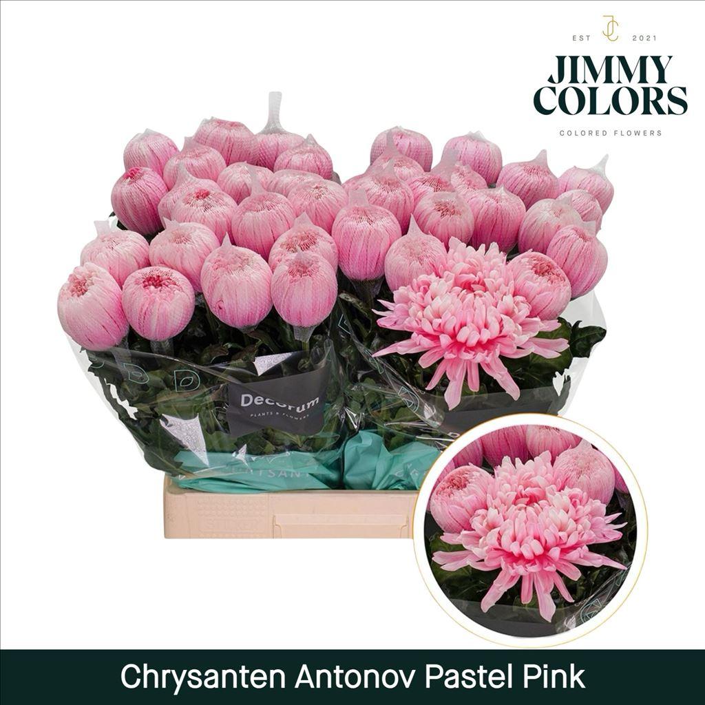 Срезанные цветы оптом Chrys bl paint antonov pastel pink от 10шт из Голландии с доставкой по России