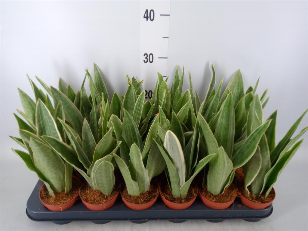 Горшечные цветы и растения оптом Sansevieria Trifa.   ... от 18шт (для телеги) из Голландии с доставкой по России