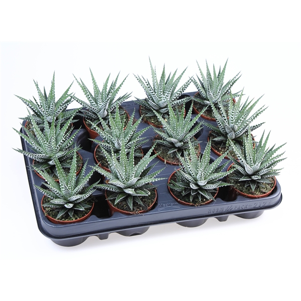 Горшечные цветы и растения оптом Haworthia Fasciata Big Band от 12шт (для телеги) из Голландии с доставкой по России