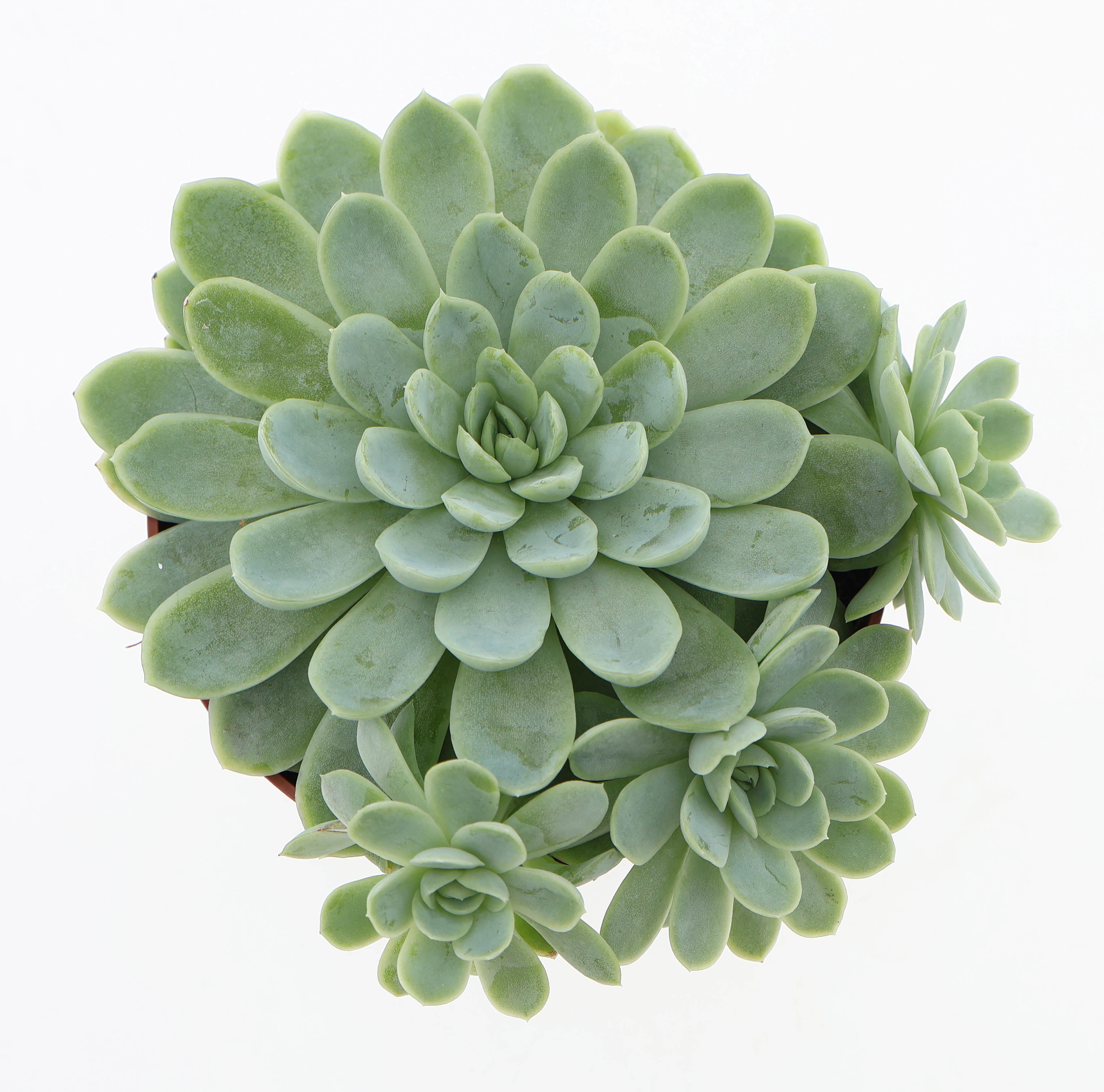 Горшечные цветы и растения оптом Echeveria Elegans от 6шт из Голландии с доставкой по России