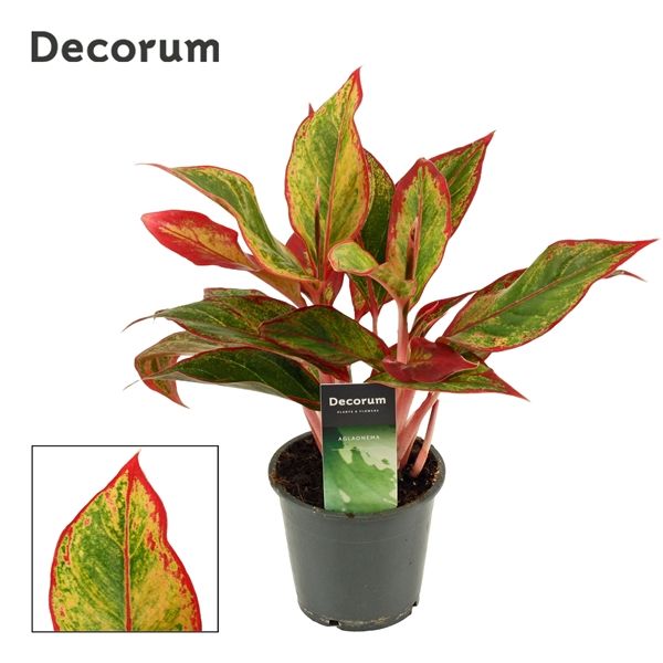 Горшечные цветы и растения оптом Aglaonema Red Fire (decorum) от 10шт из Голландии с доставкой по России