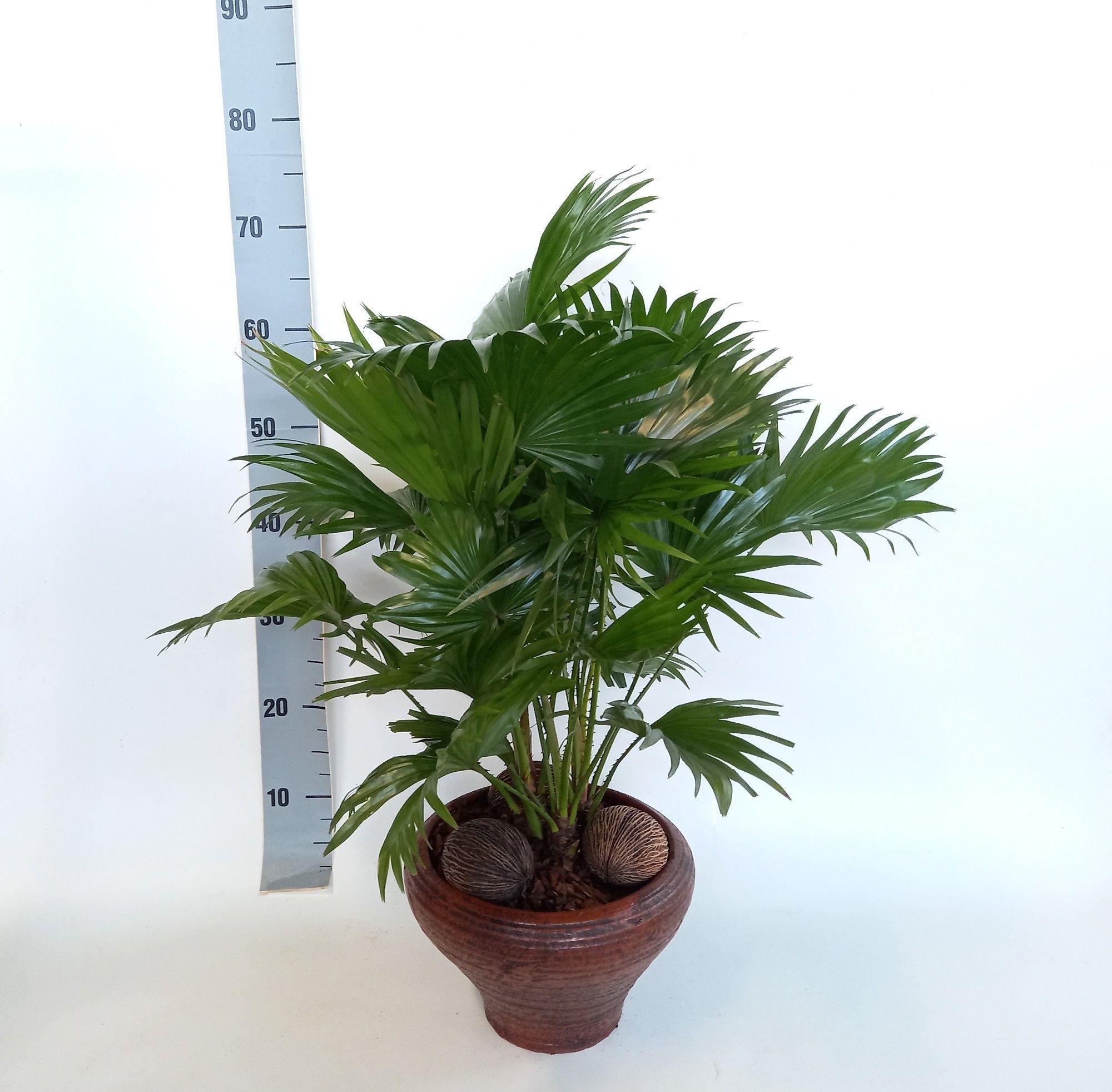 Горшечные цветы и растения оптом Livistona Rotundifol от 2шт из Голландии с доставкой по России