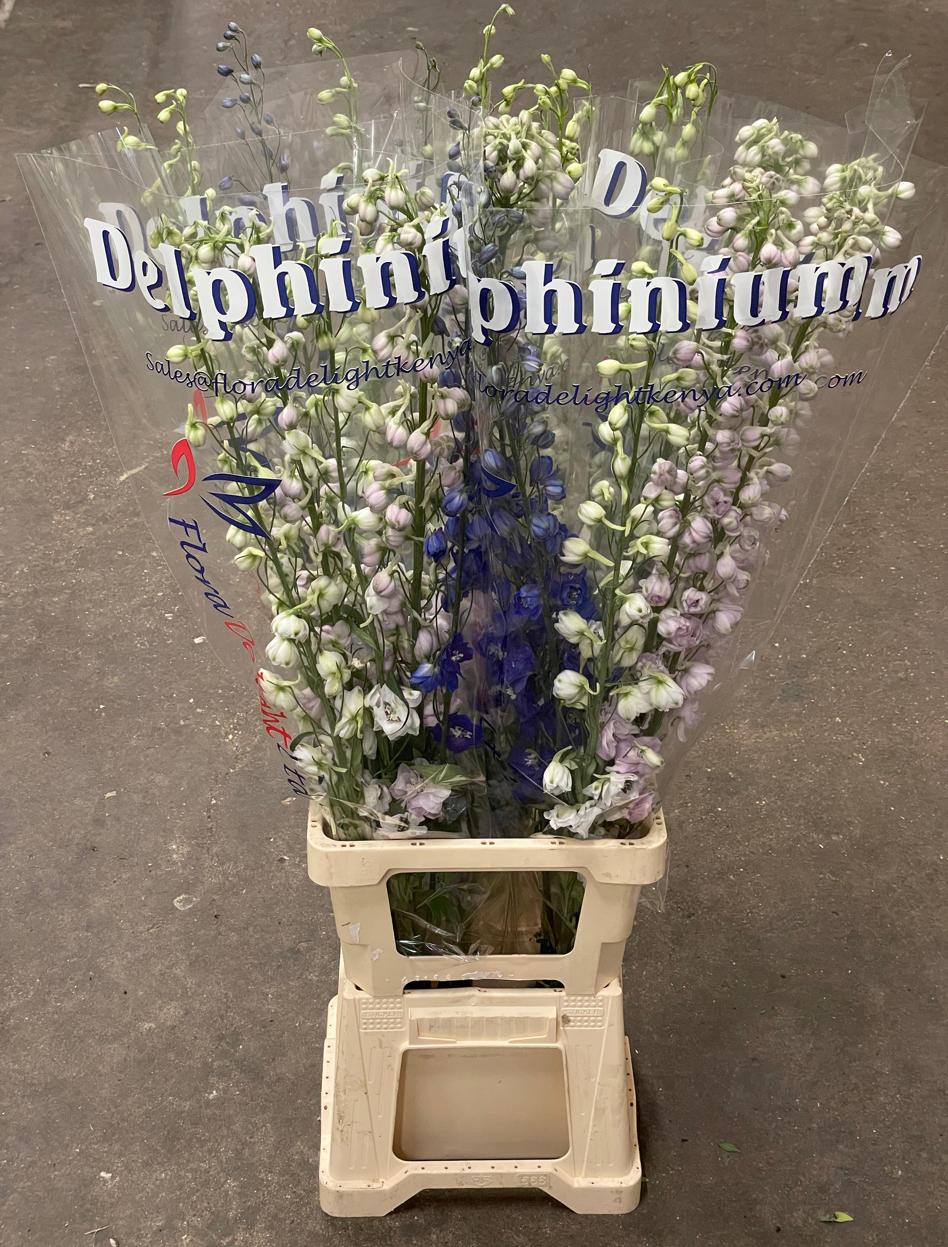 Срезанные цветы оптом Delphinium si mix от 30шт из Голландии с доставкой по России