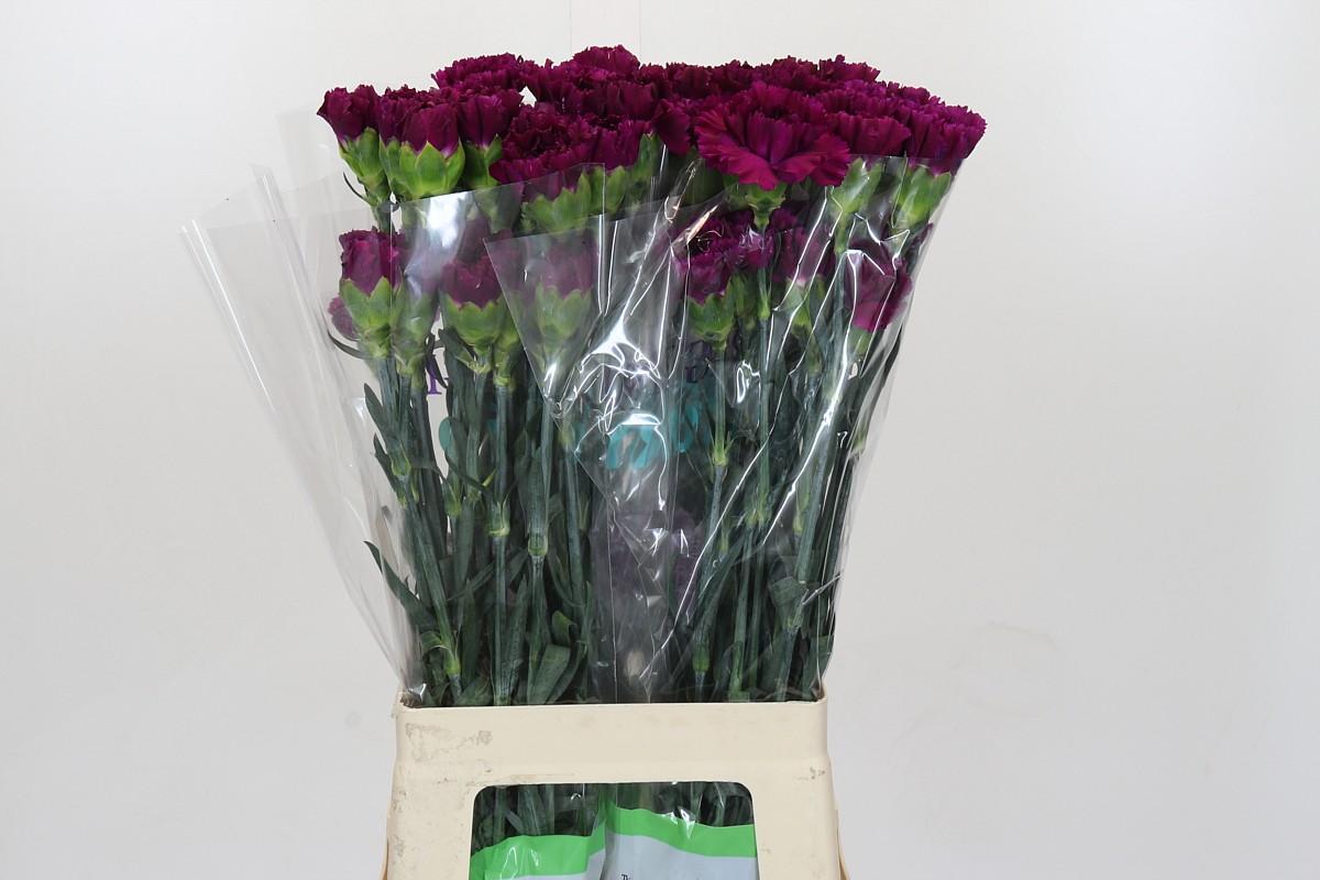 Срезанные цветы оптом Dianthus st florigene moontea от 80шт из Голландии с доставкой по России