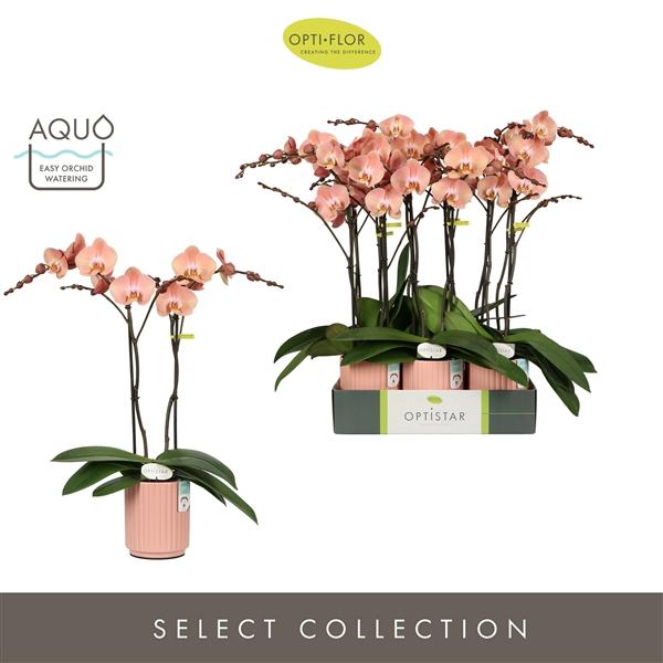 Горшечные цветы и растения оптом Phal Optistar 2st Suki 2 Spike In Molise Salmon Aq от 6шт из Голландии с доставкой по России