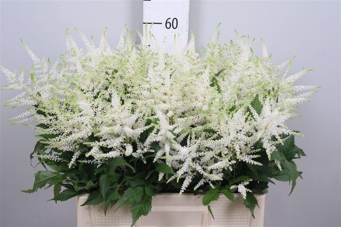 Срезанные цветы оптом Astilbe washington от 60шт из Голландии с доставкой по России