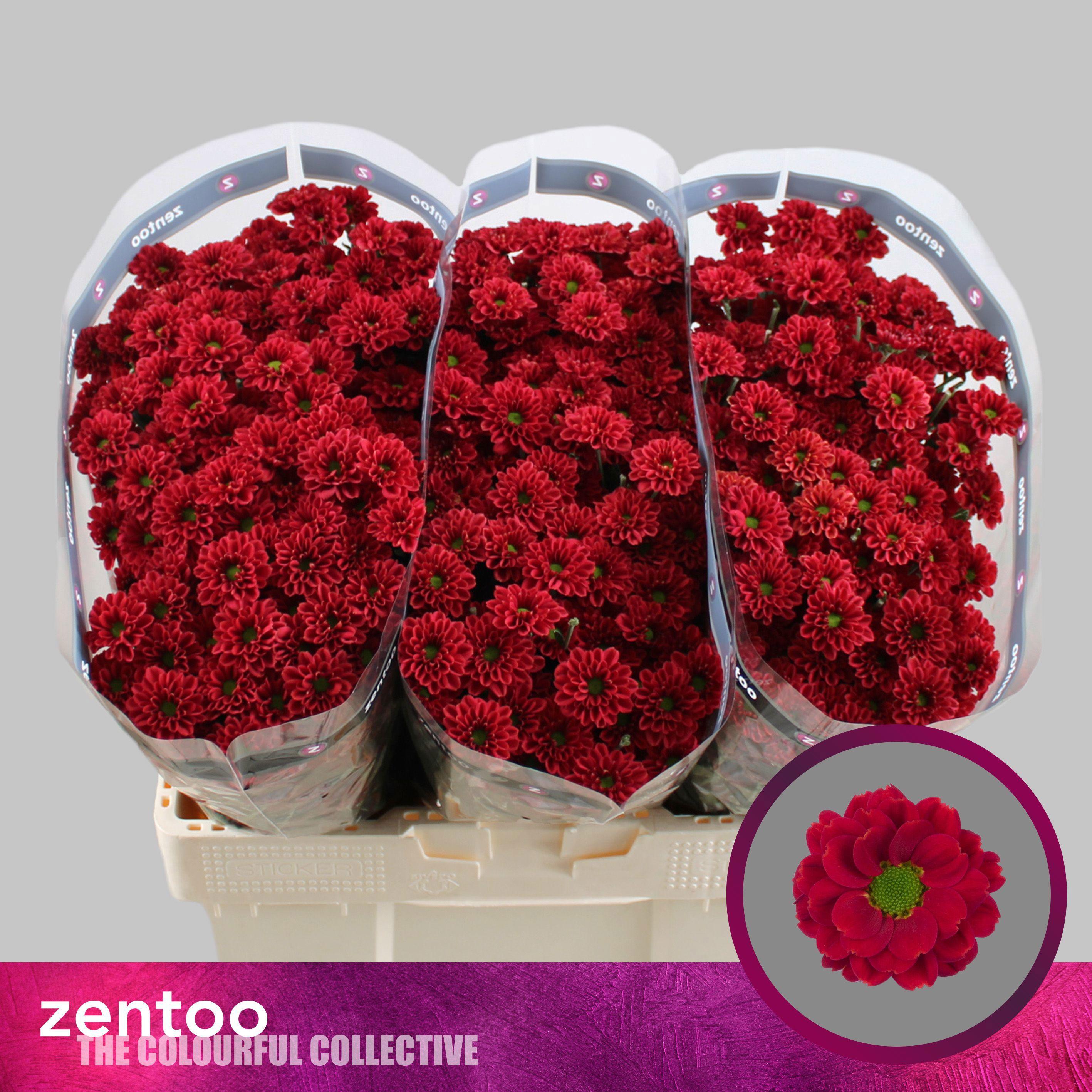 Срезанные цветы оптом Chrys sa melissa red от 75шт. из Голландии с доставкой по России