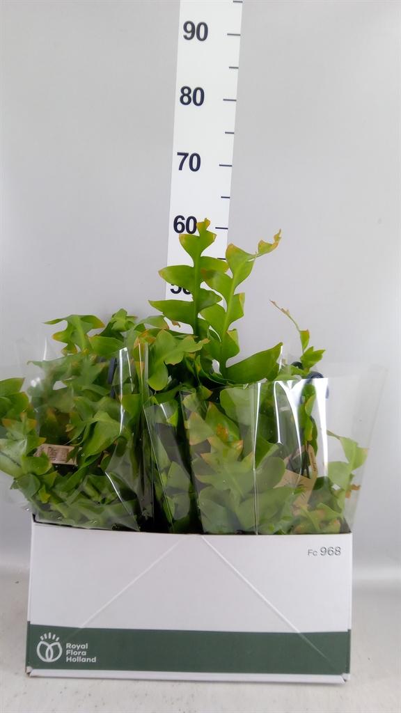 Горшечные цветы и растения оптом Epiphyllum ... от 5шт из Голландии с доставкой по России