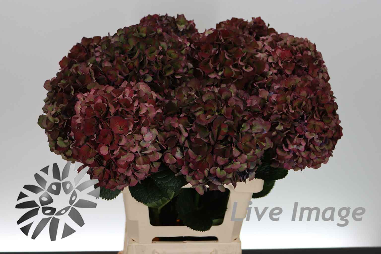 Срезанные цветы оптом Hydrangea magical pink ruby classic purple от 10шт из Голландии с доставкой по России