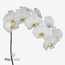Срезанные цветы оптом Phalaenopsis kobe (per stem) от 15шт. из Голландии с доставкой по России