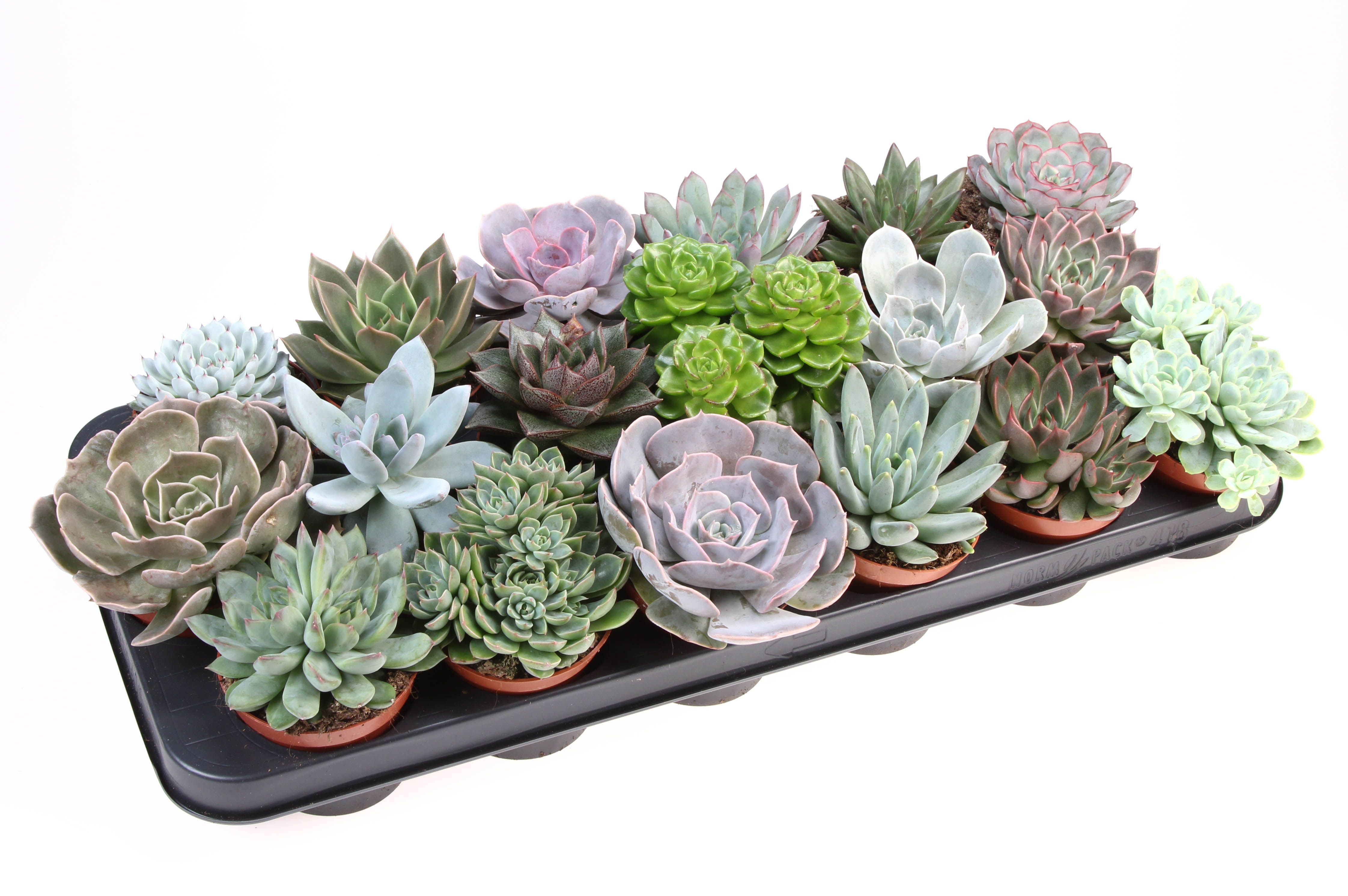 Горшечные цветы и растения оптом Echeveria Mix от 18шт (для телеги) из Голландии с доставкой по России