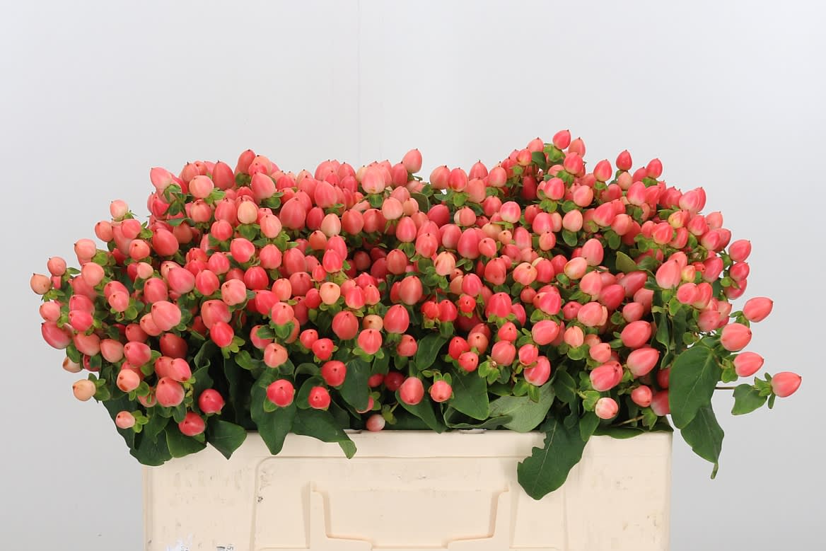 Срезанные цветы оптом Hypericum mag royal princess от 100шт из Голландии с доставкой по России