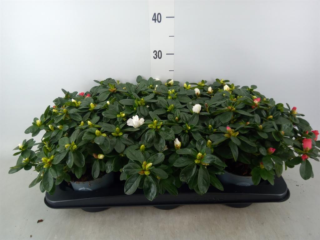 Горшечные цветы и растения оптом Rhododendron Sim.   ... от 6шт из Голландии с доставкой по России