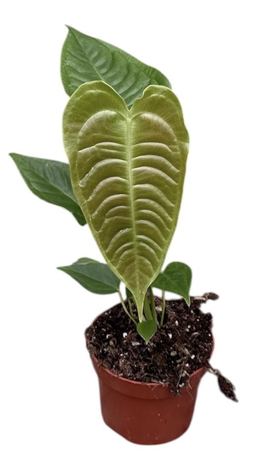 Горшечные цветы и растения оптом Anthurium Veitchii от 1шт из Голландии с доставкой по России