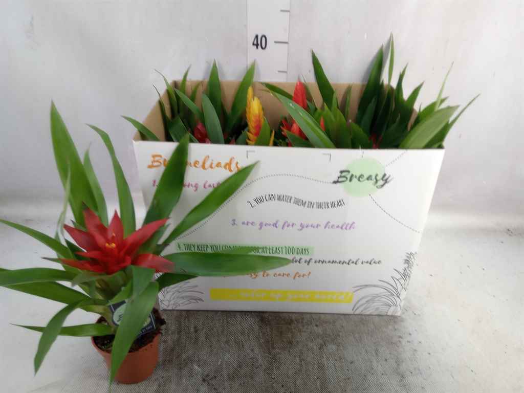 Горшечные цветы и растения оптом Bromelia   ...mix от 11шт из Голландии с доставкой по России