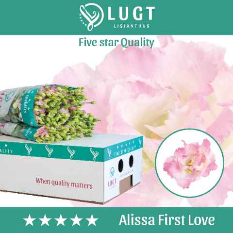 Срезанные цветы оптом Lisianthus do alissa first love от 140шт из Голландии с доставкой по России