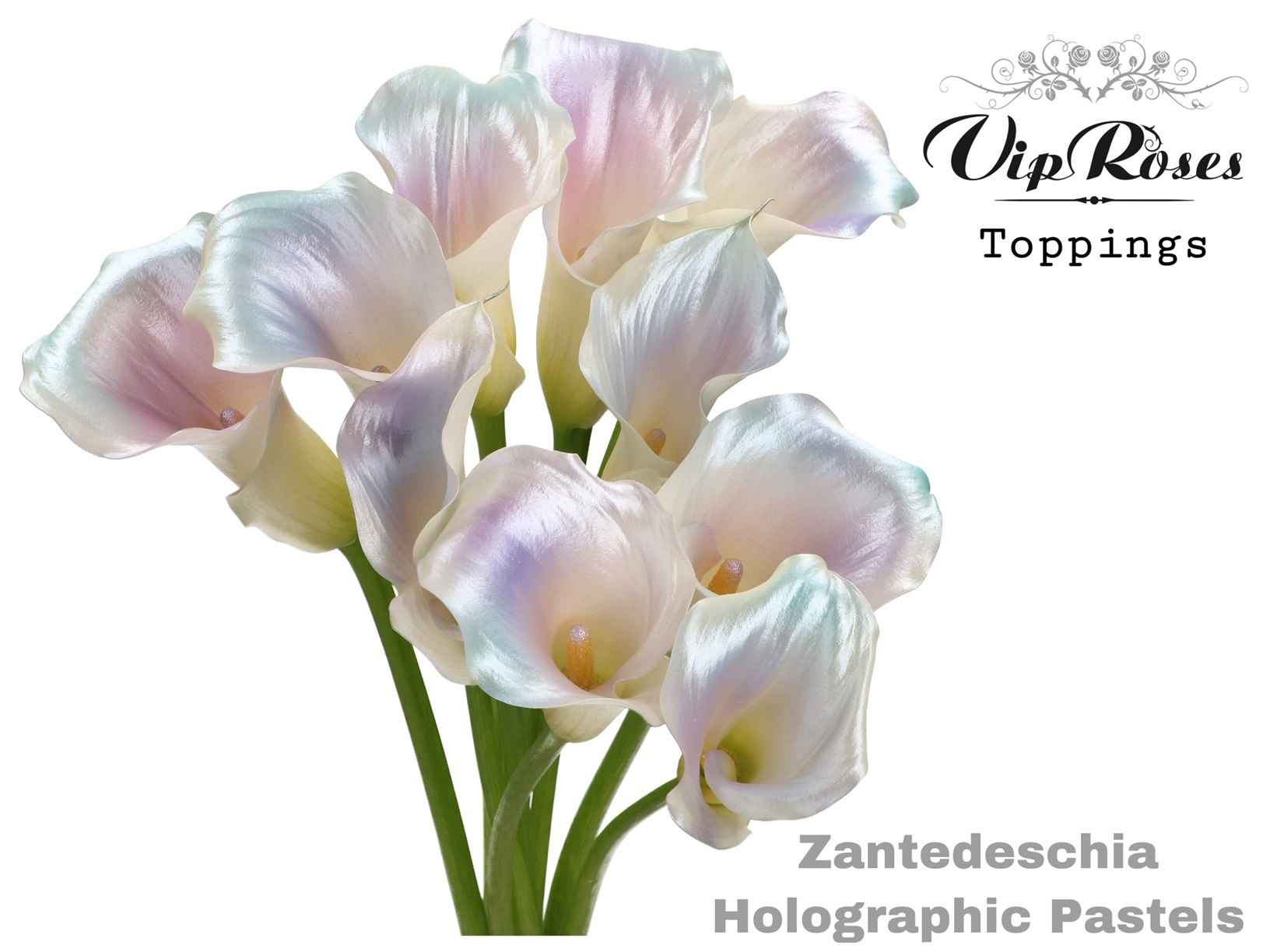 Срезанные цветы оптом Zantedeschia paint holographic pastels от 40шт из Голландии с доставкой по России