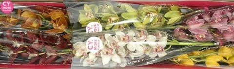 Срезанные цветы оптом Minicymbidium mix от 8шт. из Голландии с доставкой по России