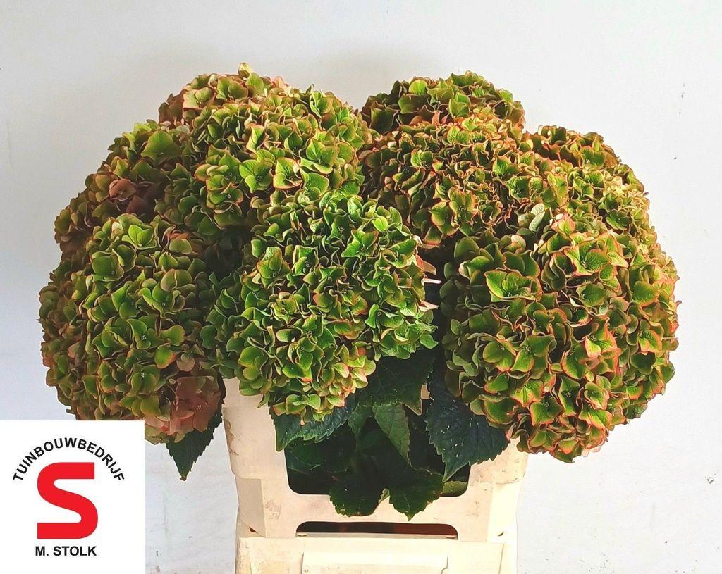 Срезанные цветы оптом Hydrangea lava от 10шт из Голландии с доставкой по России