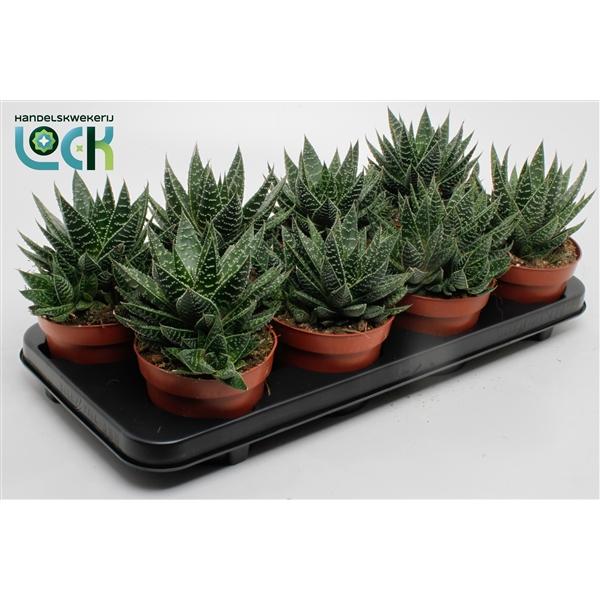 Горшечные цветы и растения оптом Gasteria Apollo от 8шт из Голландии с доставкой по России