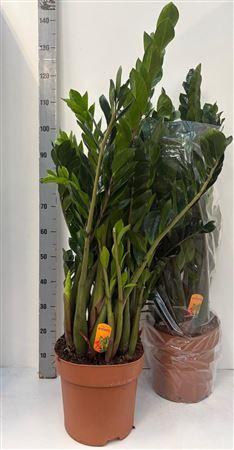 Горшечные цветы и растения оптом Zamio Zamiifolia 12+ P30. от 1шт из Голландии с доставкой по России