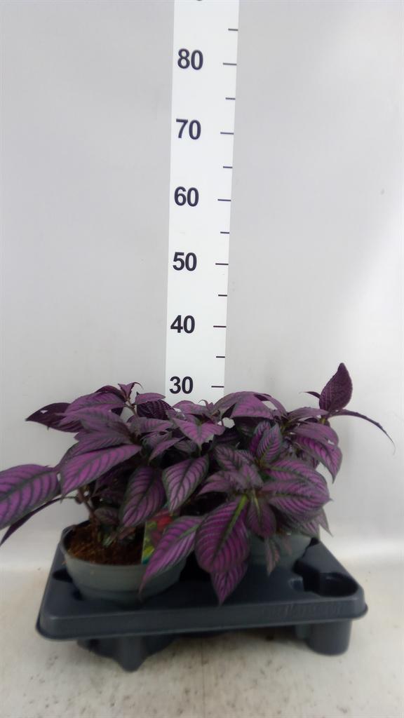 Горшечные цветы и растения оптом Strobilanthes Dyeriana metallica от 2шт из Голландии с доставкой по России Горшечные цветы и растения оптом Strobilanthes Dyeriana metallica от 2шт из Голландии с доставкой по России