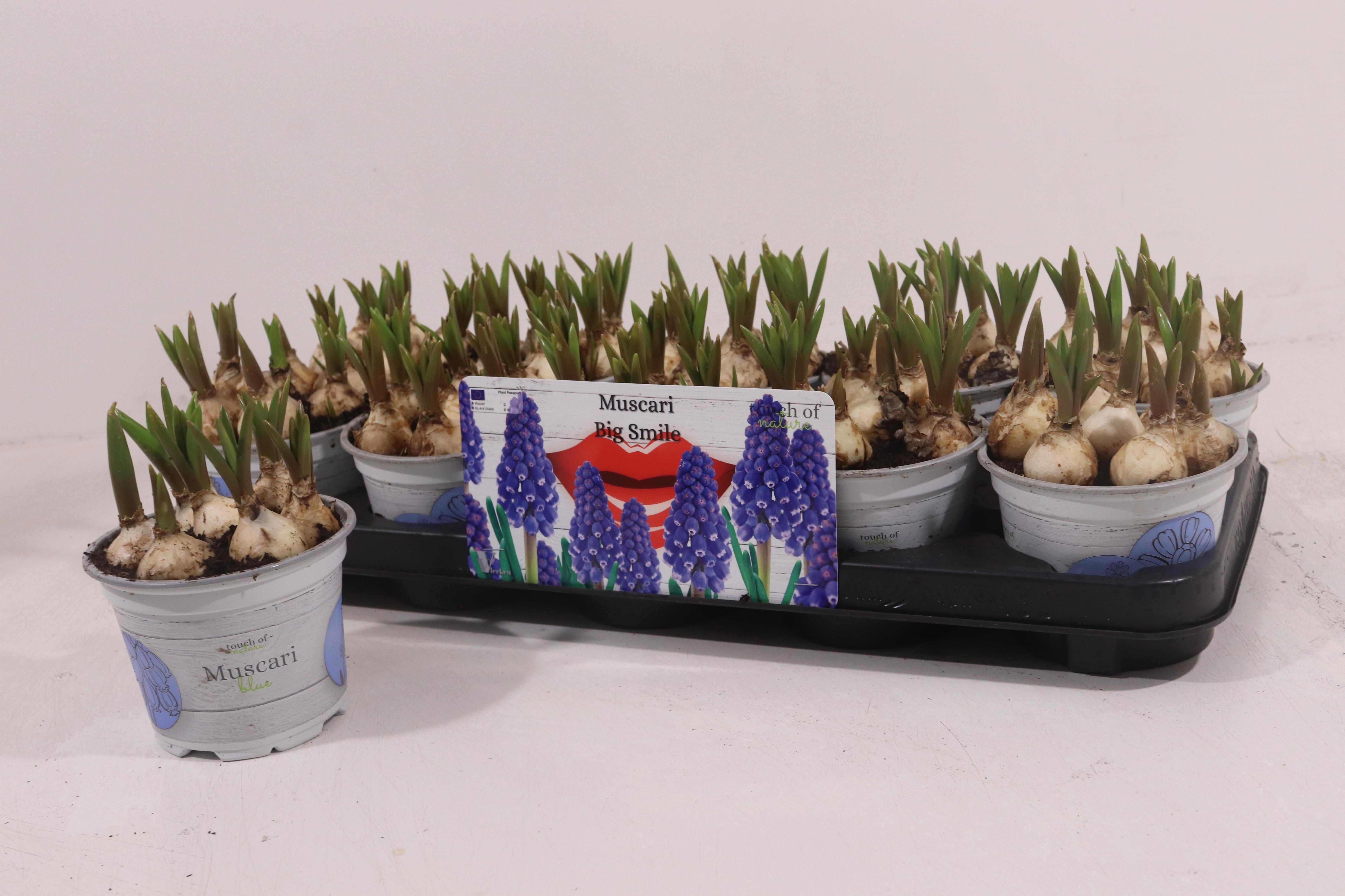 Горшечные цветы и растения оптом Muscar Big Smile от 10шт из Голландии с доставкой по России