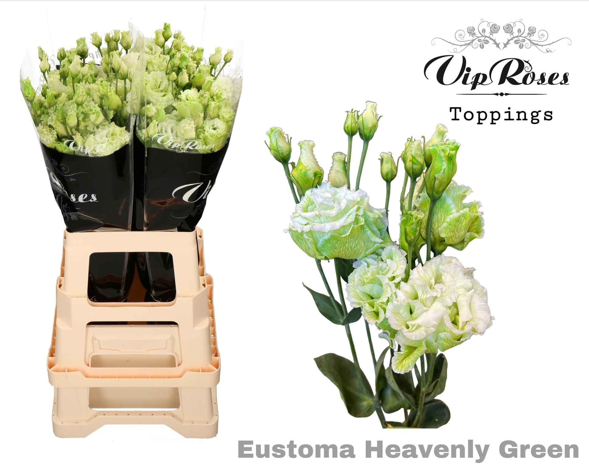 Срезанные цветы оптом Lisianthus do paint alissa heavenly green от 20шт из Голландии с доставкой по России