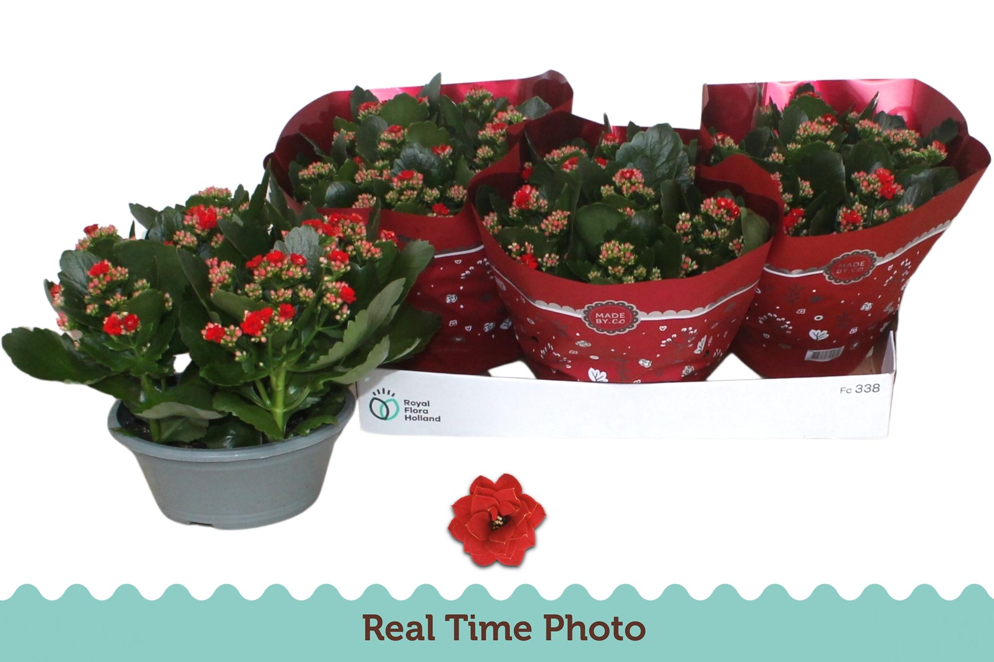 Горшечные цветы и растения оптом Kal Ge Don Justino от 3шт из Голландии с доставкой по России