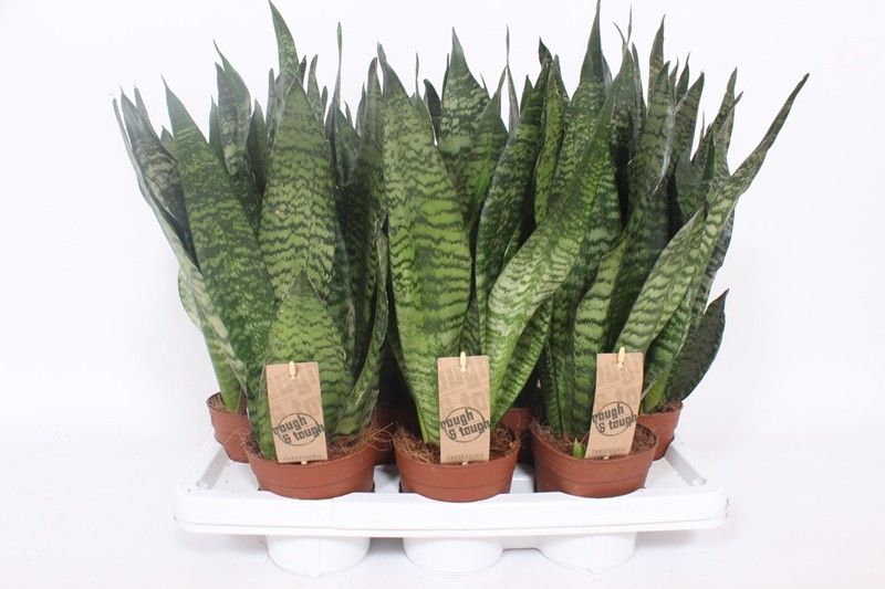 Горшечные цветы и растения оптом Sansevieria Zeylanica Compacta от 7шт из Голландии с доставкой по России