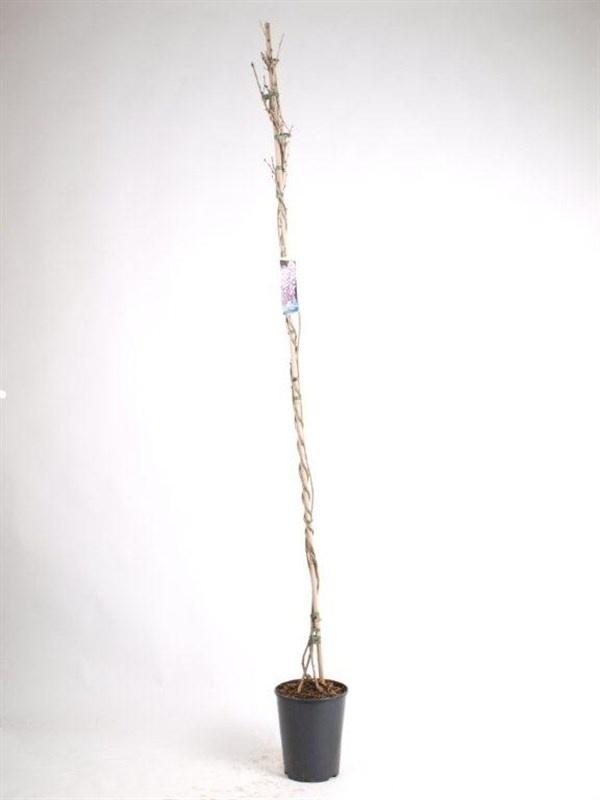 Горшечные цветы и растения оптом Wist Fl Domino от 1шт из Голландии с доставкой по России