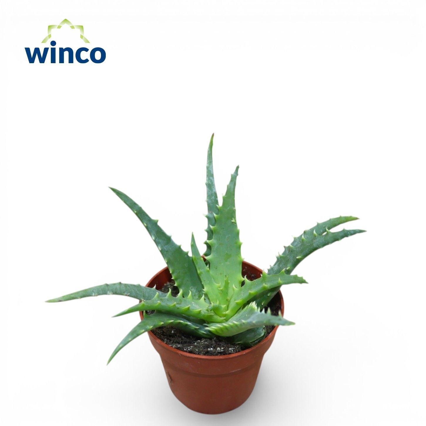 Горшечные цветы и растения оптом Aloe Arborescens от 18шт (для телеги) из Голландии с доставкой по России