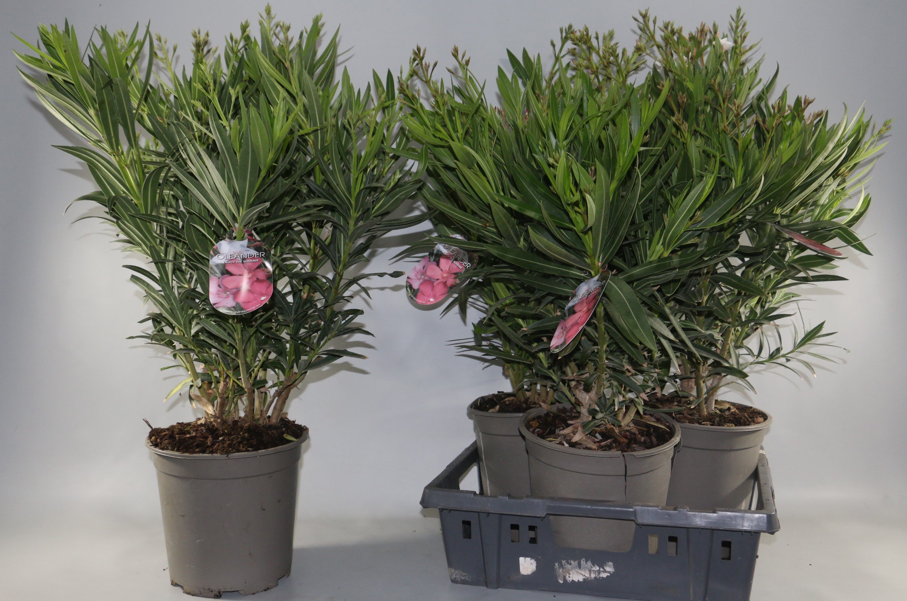 Горшечные цветы и растения оптом Nerium Oleander Ov от 3шт из Голландии с доставкой по России