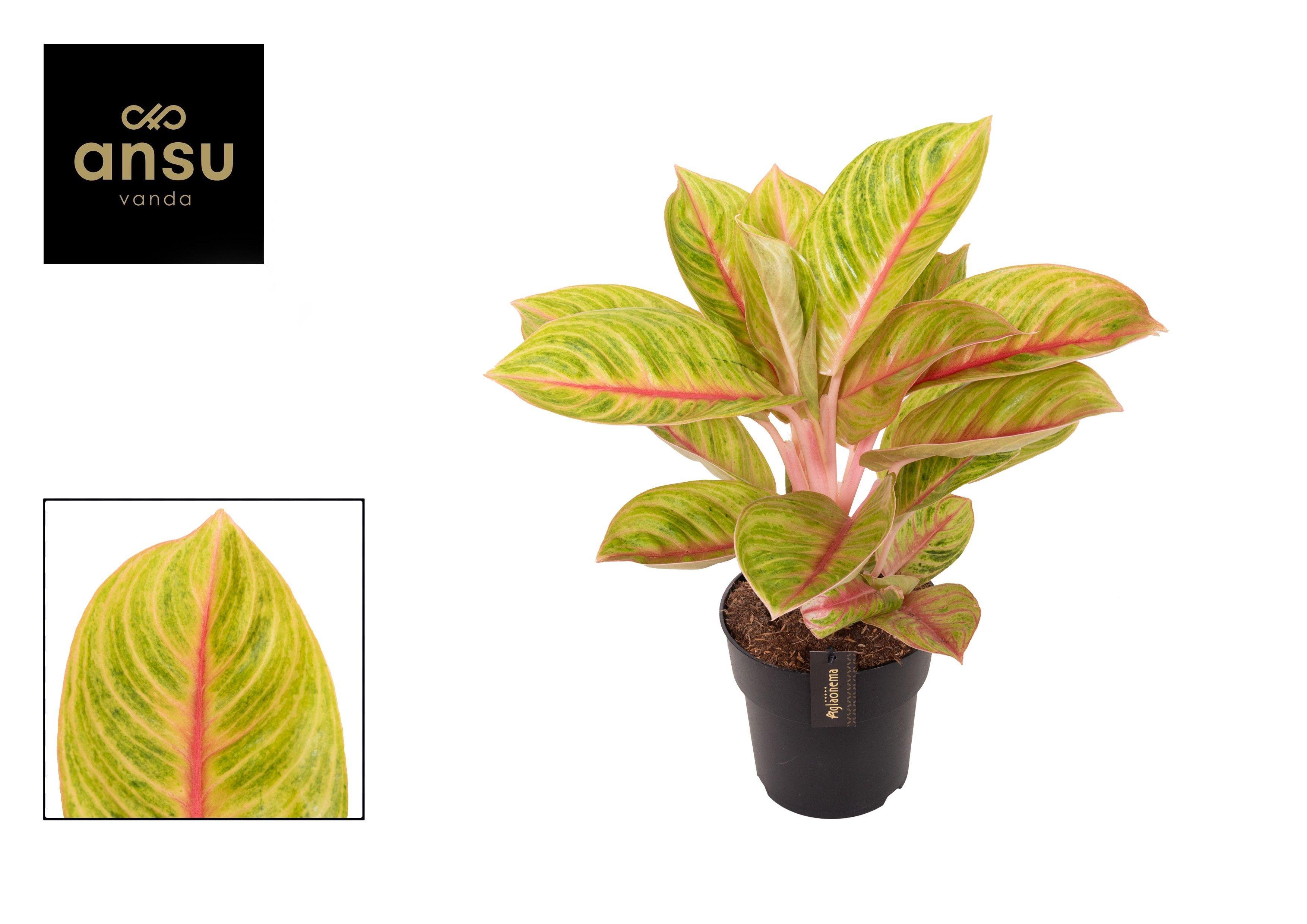 Горшечные цветы и растения оптом Aglaonema Rose Parakeet от 3шт из Голландии с доставкой по России