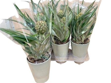 Горшечные цветы и растения оптом Ananas Ceramic от 6шт из Голландии с доставкой по России