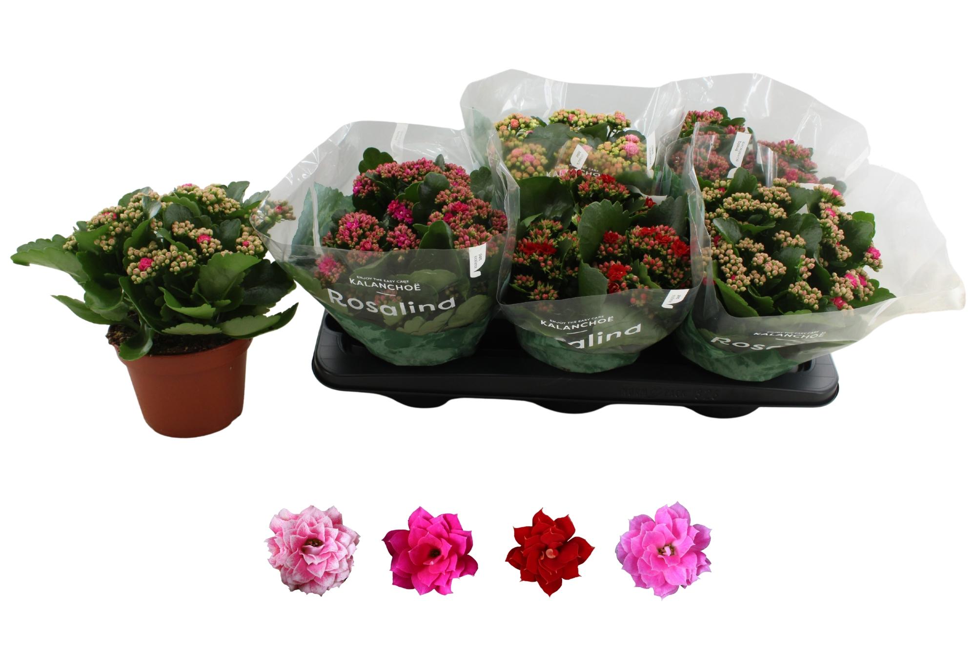 Горшечные цветы и растения оптом Kal Ge Ro Gem 4 Kl от 6шт из Голландии с доставкой по России