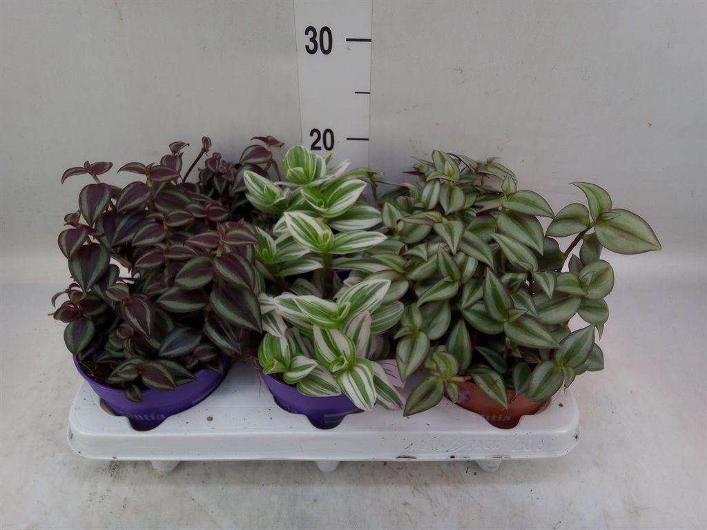 Горшечные цветы и растения оптом Tradescantia   ...mix от 6шт из Голландии с доставкой по России