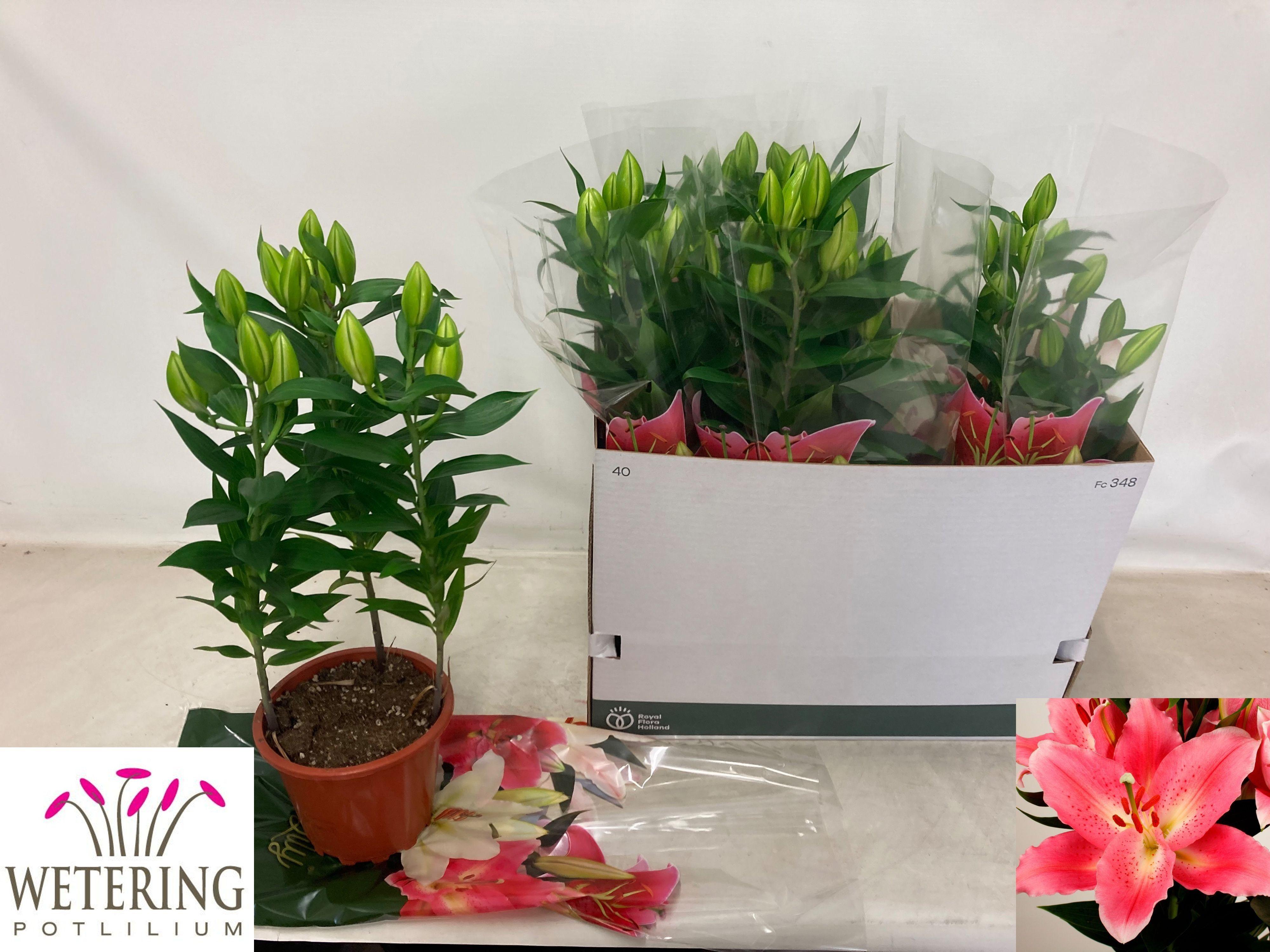 Горшечные цветы и растения оптом Lil Or Sunny Camino от 5шт из Голландии с доставкой по России