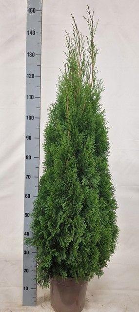Горшечные цветы и растения оптом Thuja O Smaragd от 1шт из Голландии с доставкой по России