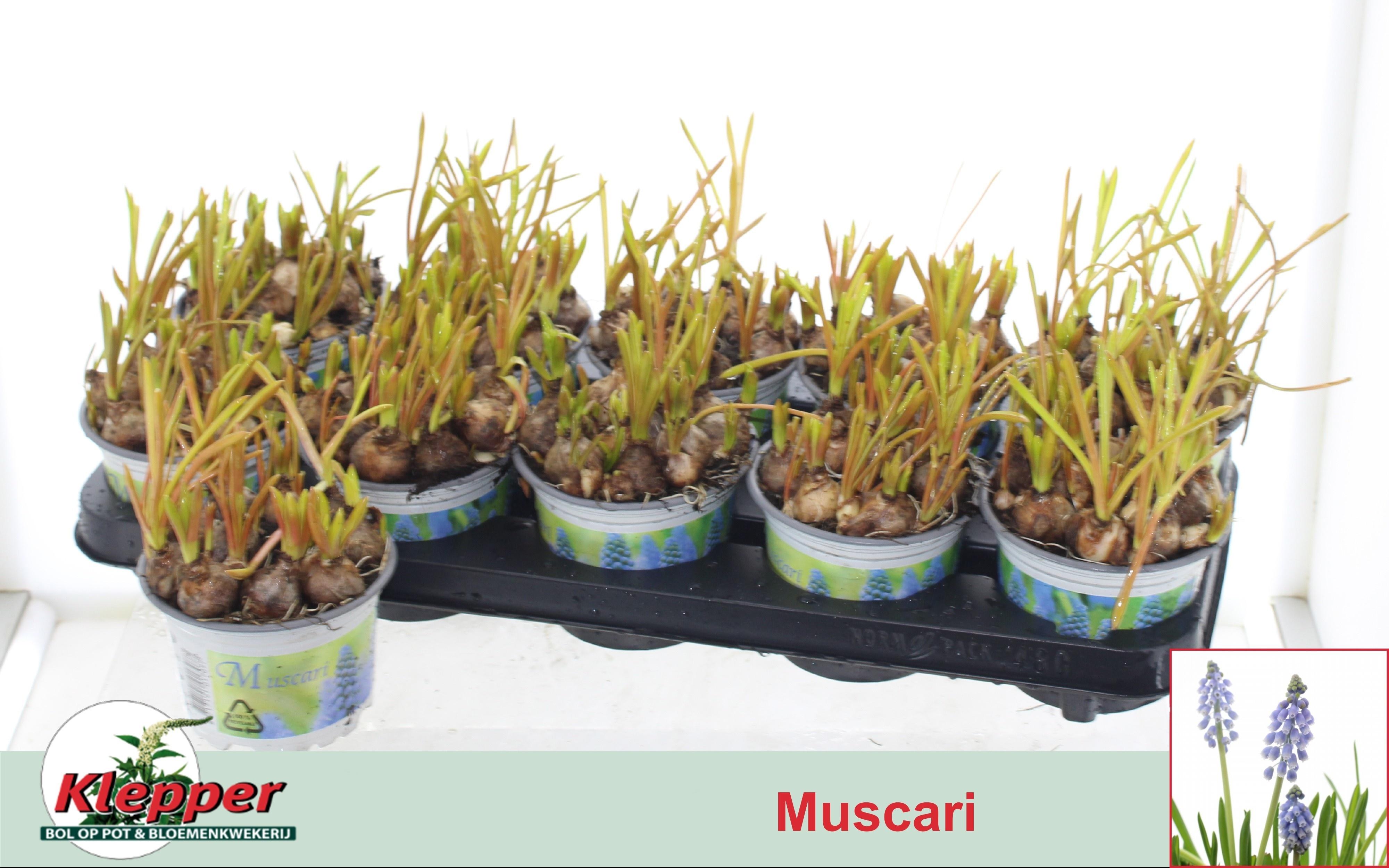 Горшечные цветы и растения оптом Muscar Atlantic от 10шт из Голландии с доставкой по России