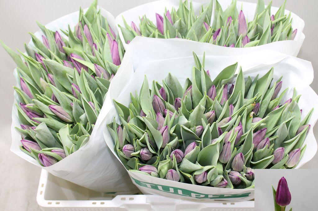 Срезанные цветы оптом Tulipa si purple surprise от 150шт из Голландии с доставкой по России