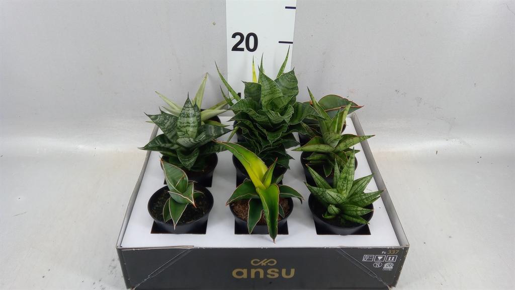 Горшечные цветы и растения оптом Sansevieria Comet Chrysanta Lemon In Sierpot от 9шт (для телеги) из Голландии с доставкой по России